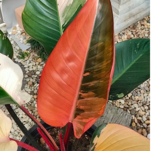 World wide ship philodendron red congo variegated (small size)