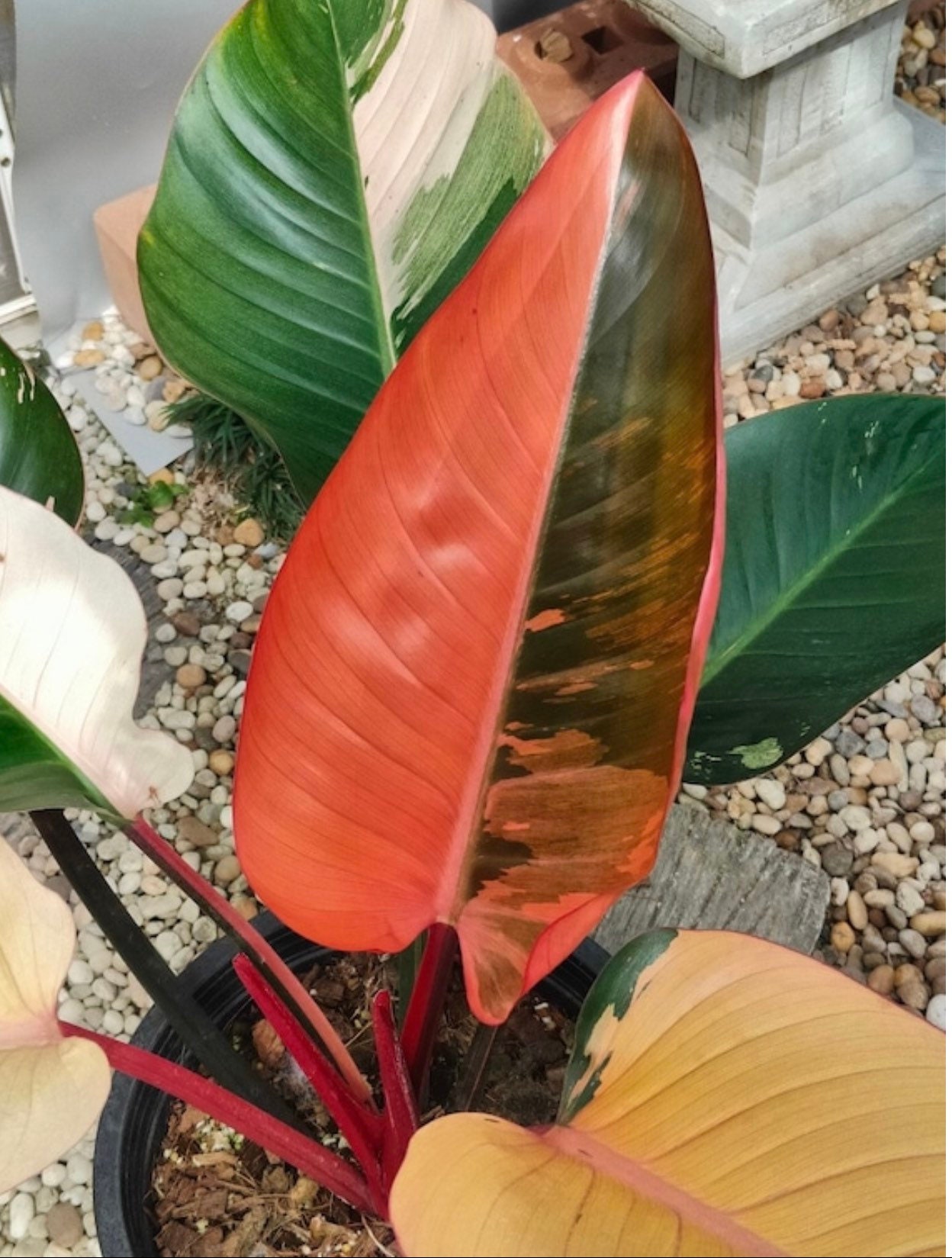 At en million inden for World Wide Ship Philodendron Red Congo Variegated small Size - Etsy Hong  Kong