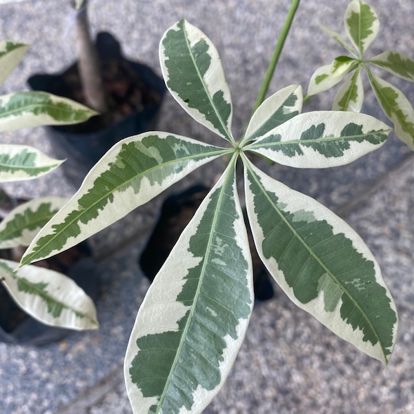 1x pachira aquatica variegated (Money Tree Variegate)