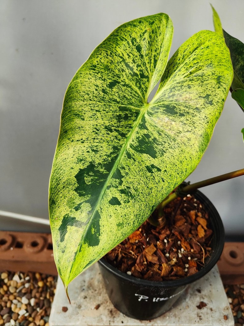 philodendron islemanii variegated image 2