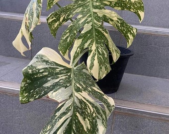 ship1x  Monstera creme brulee 4 leaf mature form