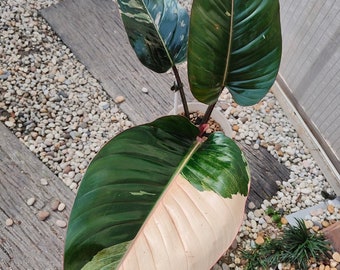 philodendron red congo variegated