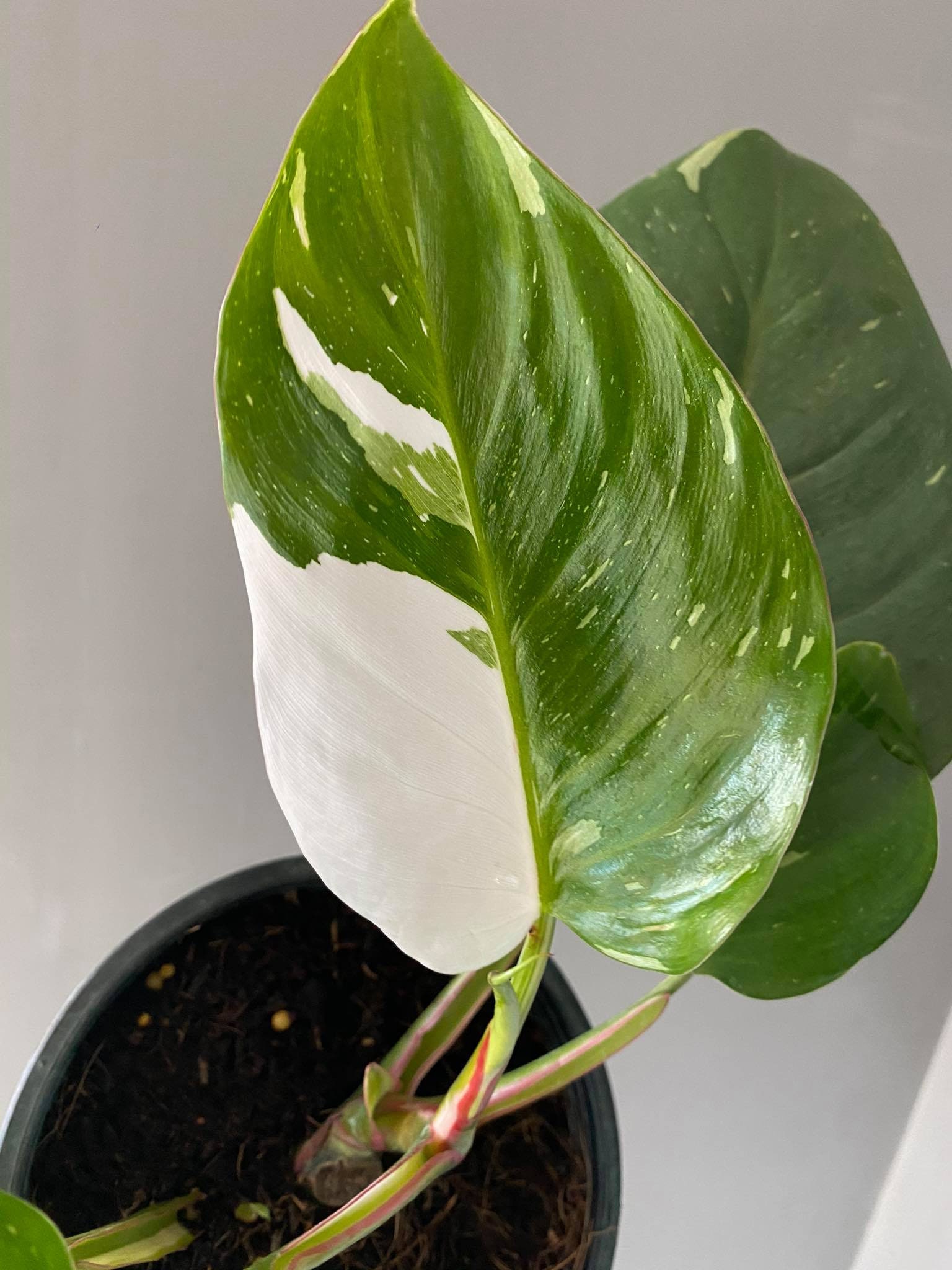 philodendron