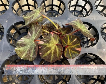 1 begonia soli-mutata variegated