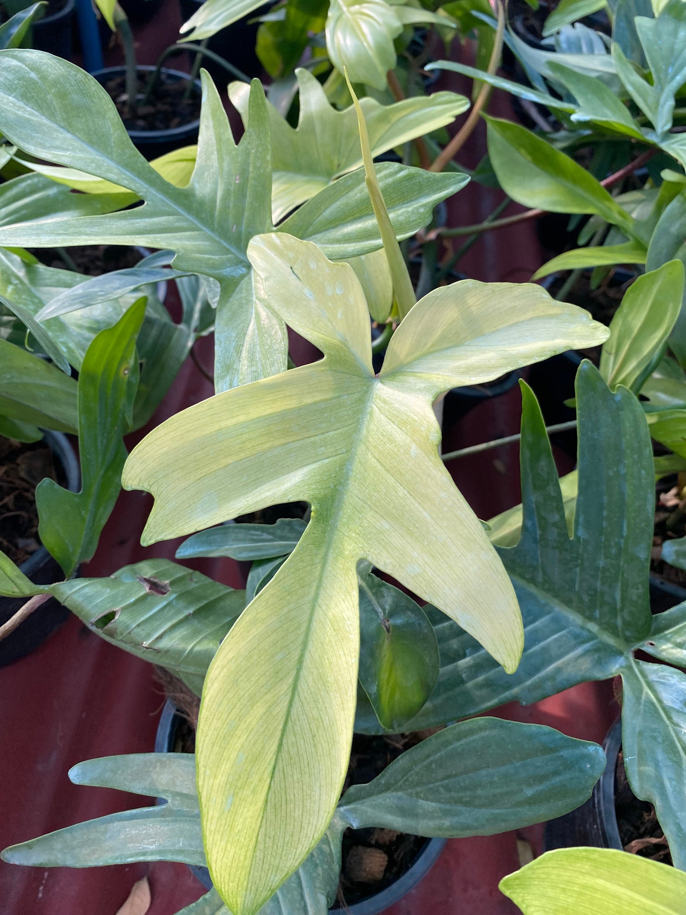 Philodendron Florida Ghost Mint