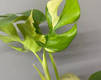 1xRaphidophora tetrasperma albo variegate