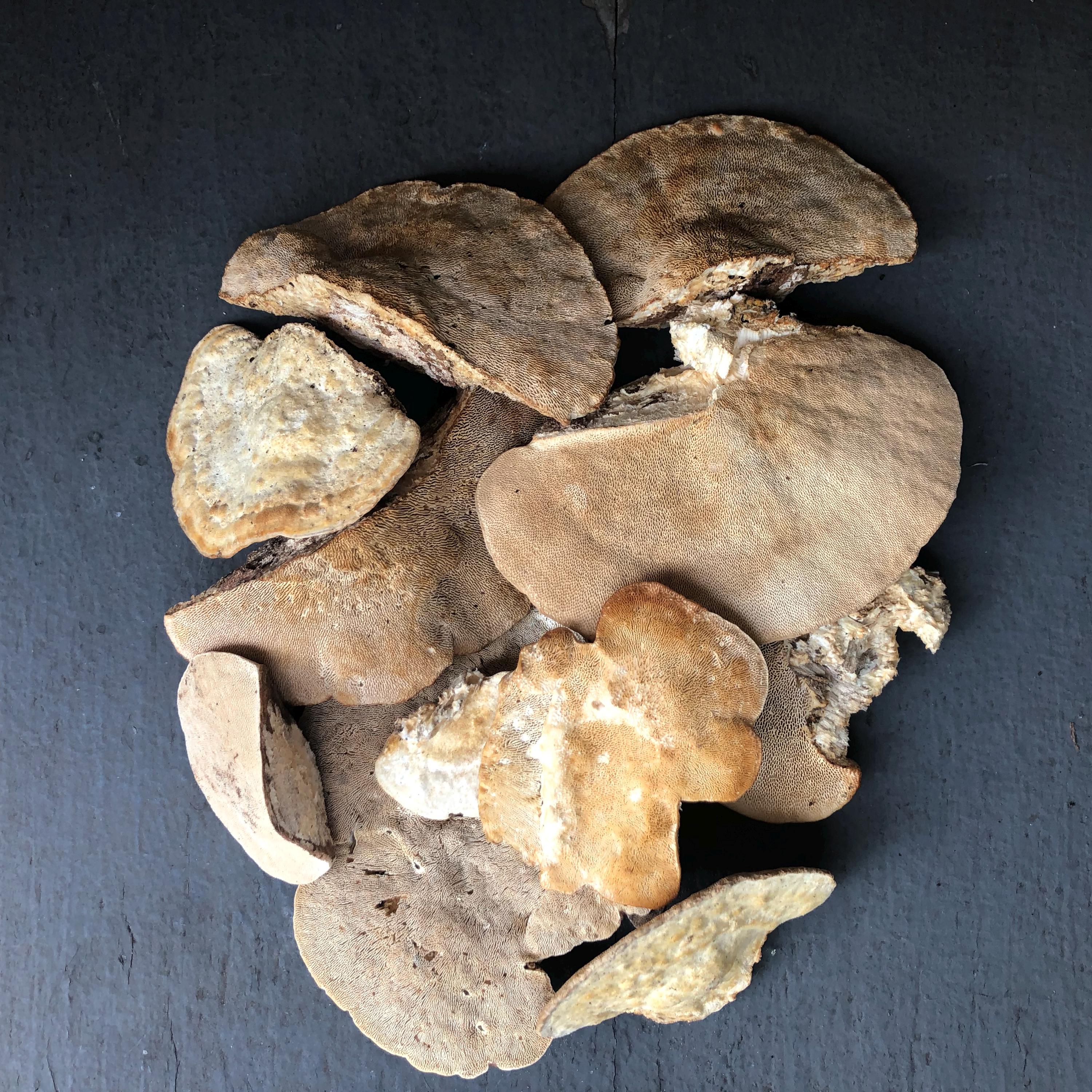 Trametes Gibbosa Mushrooms Aka Lumpy Bracket Mushrooms - Etsy