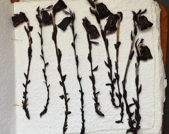 Monotropa uniflora/dried Ghost pipe flowers/dried and pressed/ 7 flowers