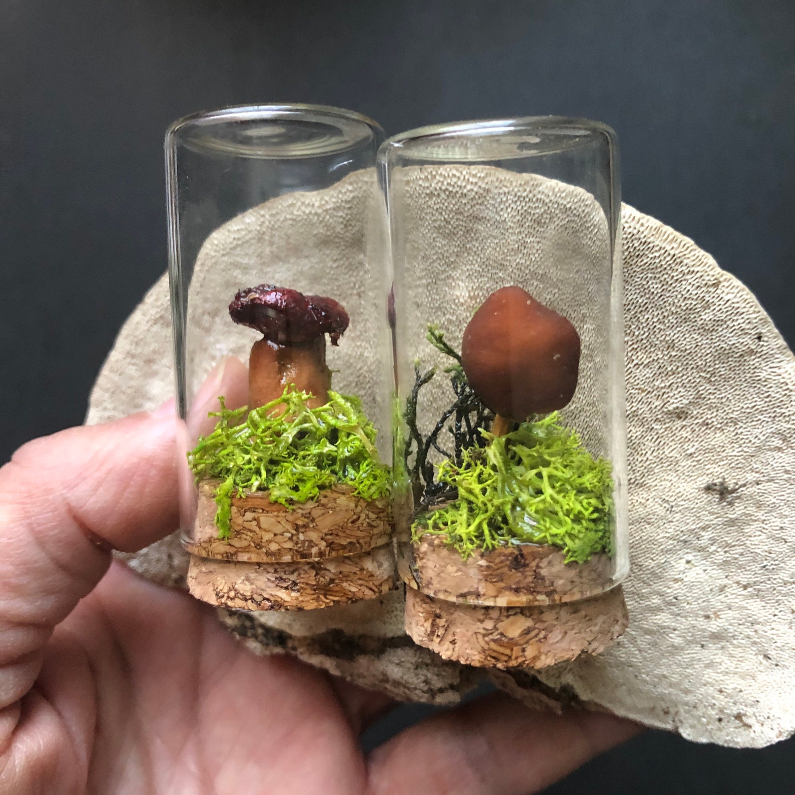 Mushroom Tabletop Vial/ Small Terrarium With Real Mushrooms Etsy