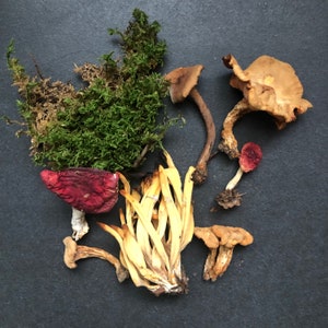 Champignons sauvages séchés