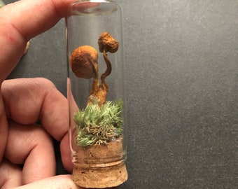 Mushroom vial /nature lover gift /curio shelf