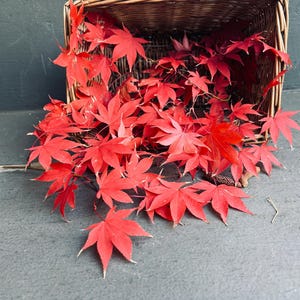 May include: A wicker basket spilling over with bright red maple leaves. The leaves, with their characteristic five-lobed shape, are scattered around the basket. The basket is a light brown colour, and the leaves are a deep, rich red.