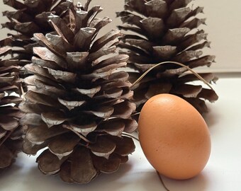 Grote dennenappels (5 stuks) -