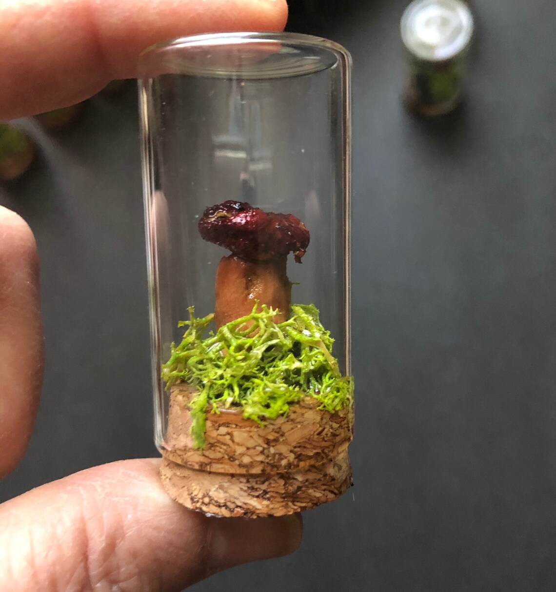 Mushroom Tabletop Vial/ Small Terrarium With Real Mushrooms Etsy