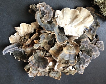 Turkey tail mushrooms