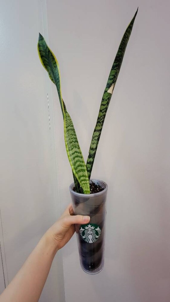 Extra tall sanseviera snake plant over 12 tall. Etsy
