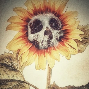 Skullflower