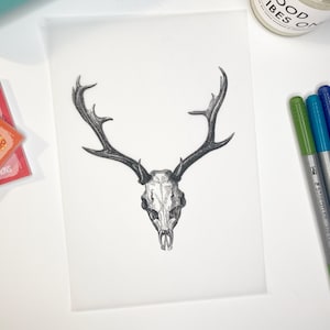 May include: A black and white drawing of a deer skull with antlers on a white background.