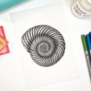 May include: A black and white line drawing of a nautilus shell. The shell is spiraled and has a detailed, intricate design.