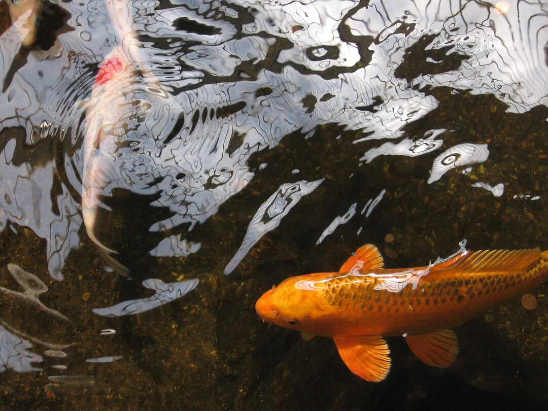 Koi Fisch Fotografie Kunstdruck 12x16 teich gold fisch schwimmende