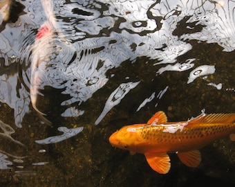 Koi Fish Photograph Art Print | 12x16 | pond gold fish swimming fine art photography