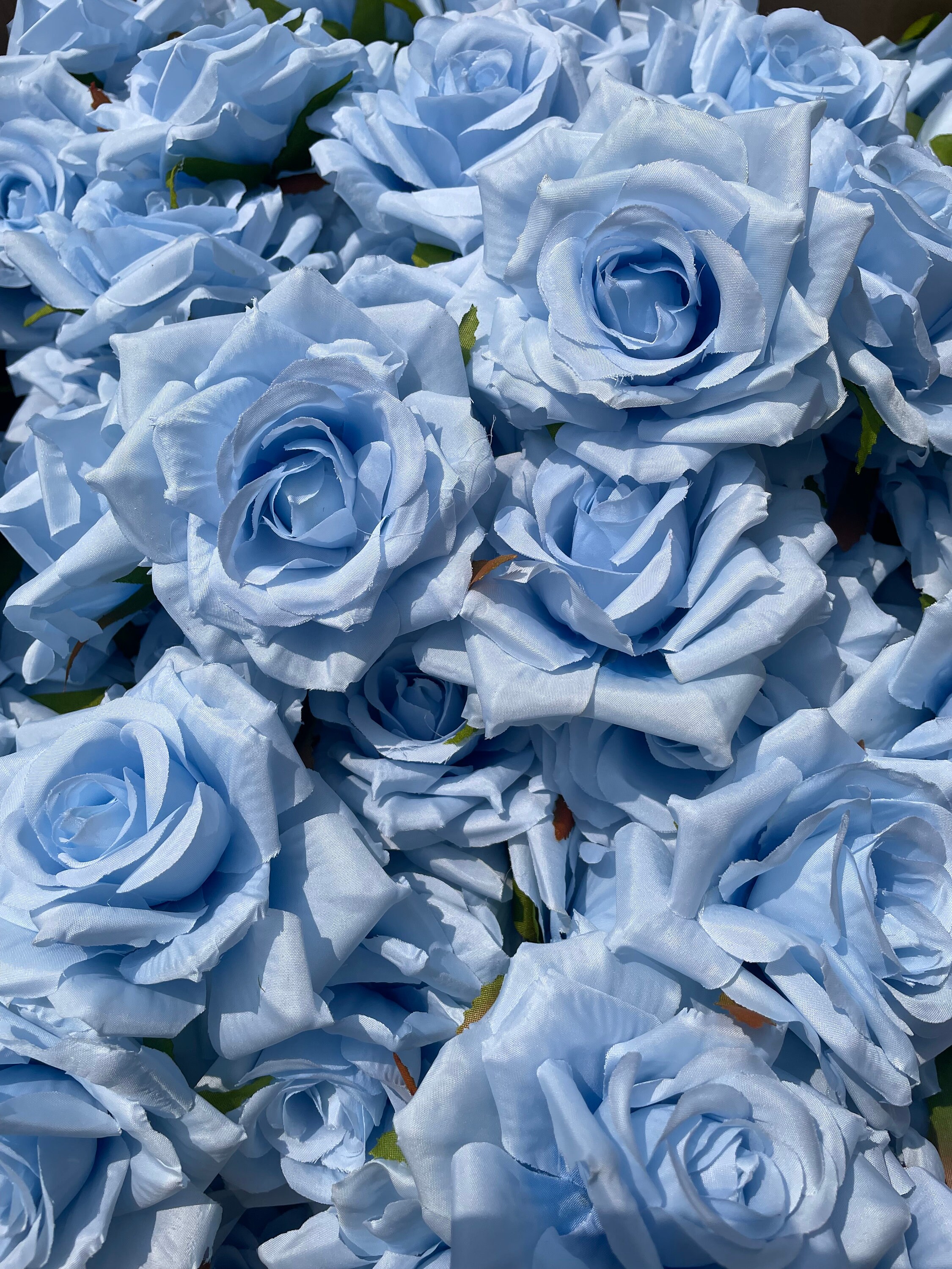 Light Blue Roses Real