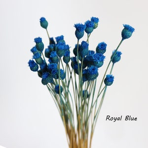 100pcs Dry Flower Brazilian Flower Branches Dried Flowers Small Wildflowers Flower for Arrangement Decor Royal Blue