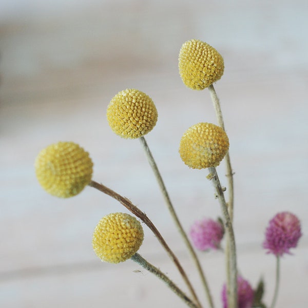 10-50pcs Dried billy balls Craspedia Bunch of Craspedia Dried Yellow Flowers Billy Buttons Baby Shower Flowers