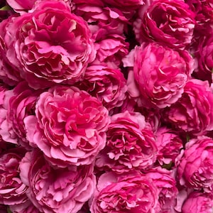 2023 Hot Pink Peony Artificial Flowers Silk Peony Flowers Fuchsia Peony Flowers Head Wholesale Wedding Flowers Head Only 10-100pcs