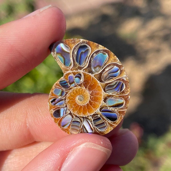 abalone ammonite inlay 25mm 30mm 35mm || RARE FOSSILS, opalized ammolite, ethically sourced