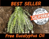 Fresh Eucalyptus Shower Bundle: Aromatherapy Spa Gift for Sinus Relief