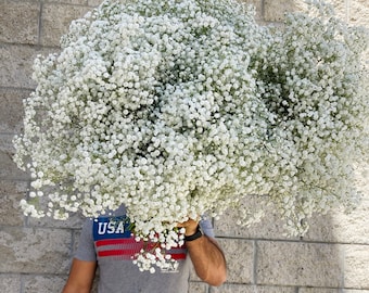 Fresh Baby's Breath Bouquet: XL White Gypsophila, Wedding & Home Decor