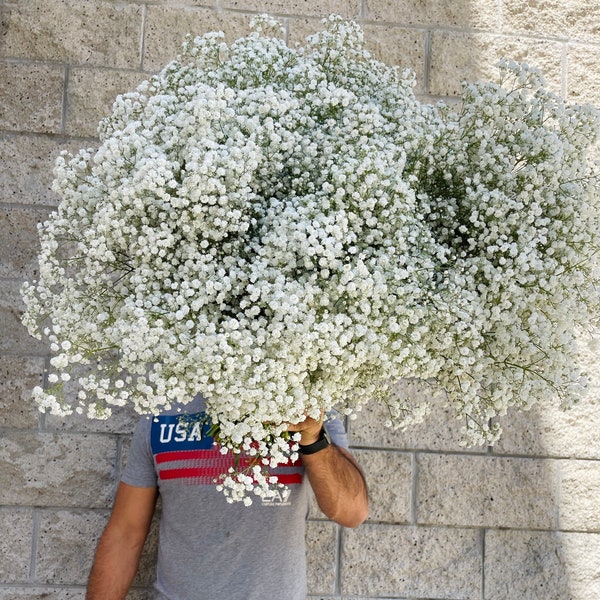 XL Babys Breath Bunch  // Fresh Babysbreath bouquet// Million Star // Naturally Grown Gysophila /