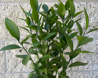 Fresh Israeli Ruscus Bundle, California Grown Eucalyptus