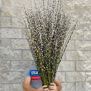 Lanmik 40 Stems 17.5 Inches 100% Real Natural Dried Pussy Willow Branches  for Vase Pussy Willows Dried Flowers Pussywillow for Home Decorations