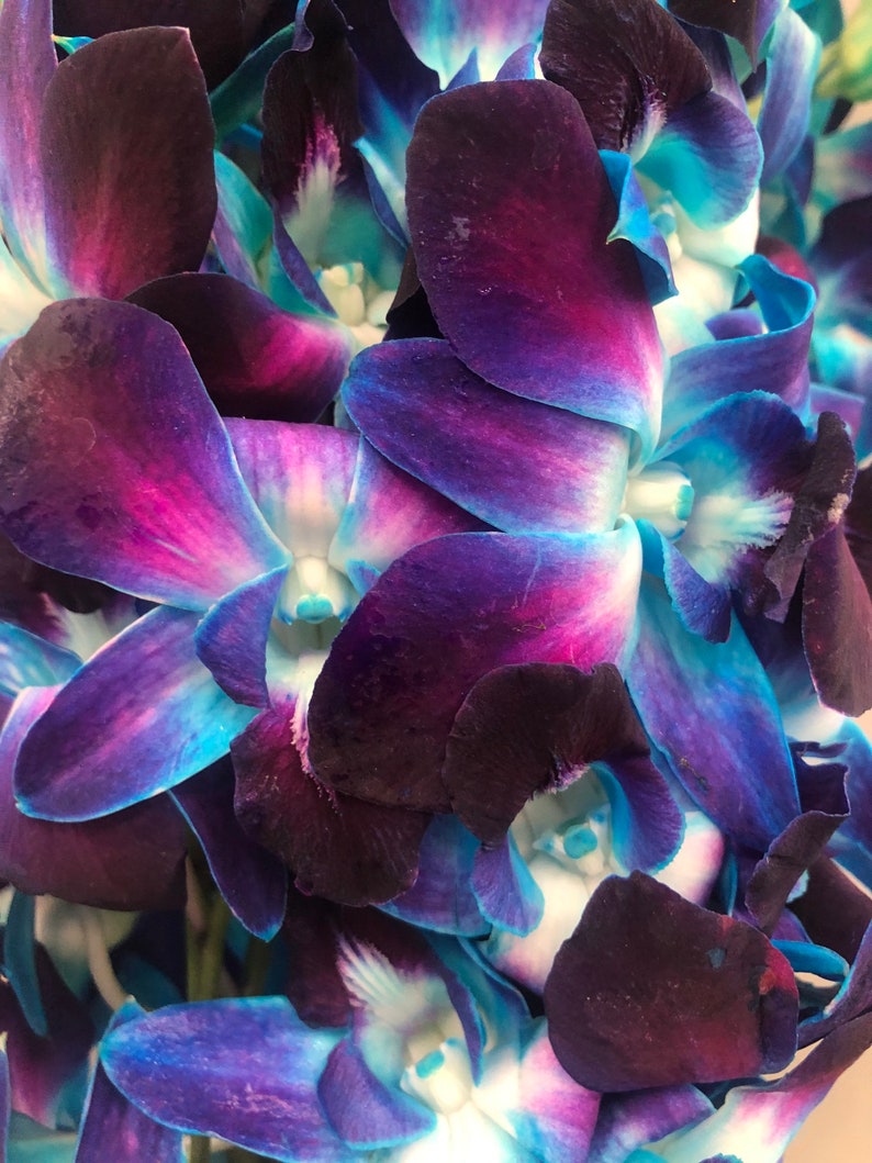 Fresh Tinted Blue Dendrobium Orchids // 10 Stems per Bundle // - Etsy