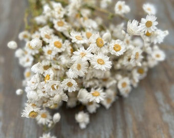 Dried Daisy Bundle: California Grown, 40 Stems, 15 Inch Length