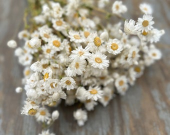 Dried Mini Daisy Bundle // White Daisies // Rodanthe Daisies // Ammobium Daisies // Dried Daisy Bouquet