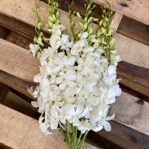Fresh White Dendrobium Orchids // 10 Stems per Bundle // Fresh Orchids // Wedding Centerpieces image 5