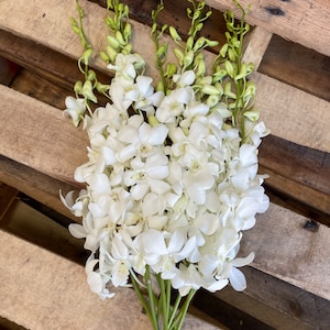 May include: A bunch of white orchids with green stems. The orchids are arranged in a cluster and are in full bloom. The stems are long and slender.