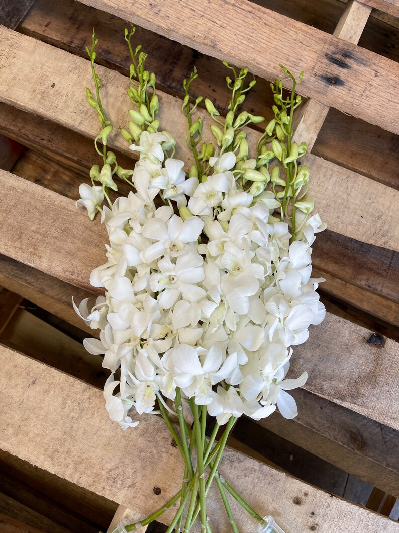 May include: A bunch of white orchids with green stems. The orchids are arranged in a cluster and are in full bloom. The stems are long and slender.