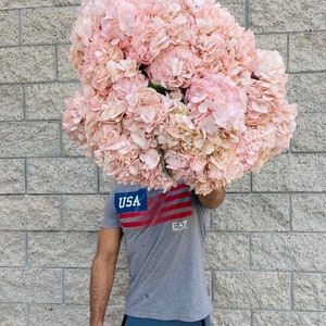 hydrangea