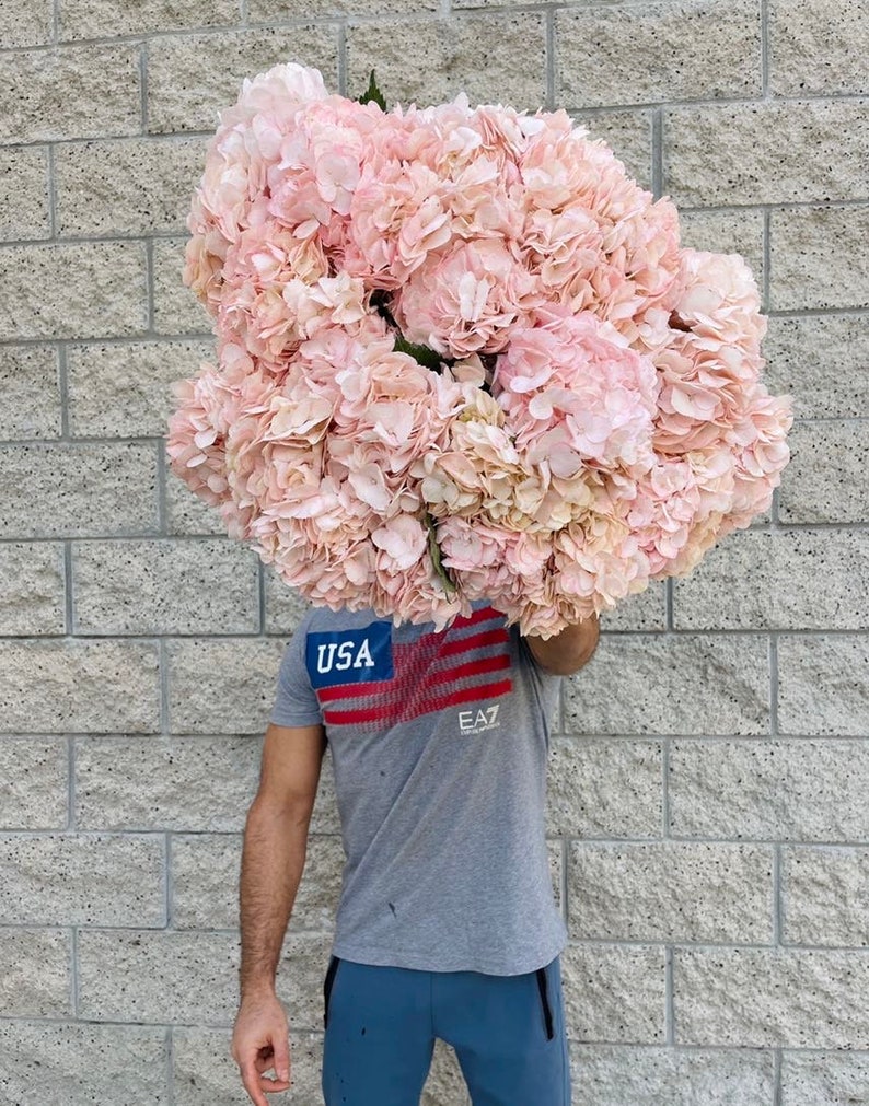 hydrangea