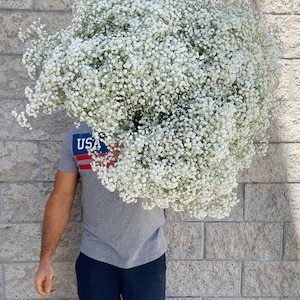 Puede incluir: Una persona sosteniendo un gran ramo de flores blancas de aliento de beb&eacute;. Las flores est&aacute;n en plena floraci&oacute;n y est&aacute;n dispuestas en un estilo suelto y natural.