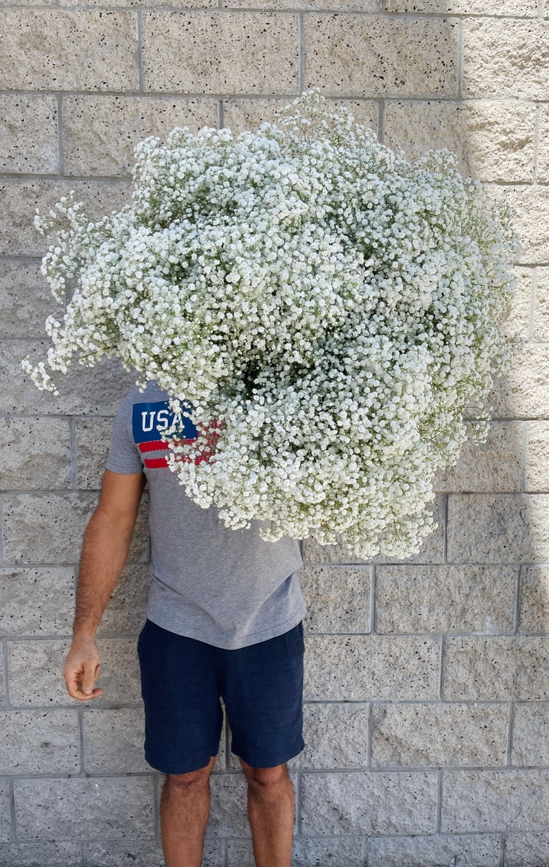 Puede incluir: Una persona sosteniendo un gran ramo de flores blancas de aliento de beb&eacute;. Las flores est&aacute;n en plena floraci&oacute;n y est&aacute;n dispuestas en un estilo suelto y natural.