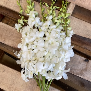 May include: A bunch of white orchids with green stems. The orchids are arranged in a cluster and are ready to be used for a floral arrangement.