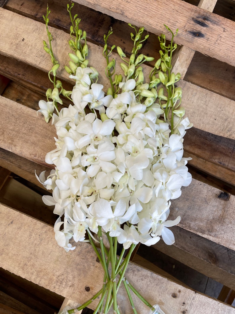 May include: A bunch of white orchids with green stems. The orchids are arranged in a cluster and are ready to be used for a floral arrangement.