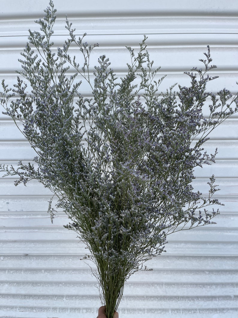 sea lavender