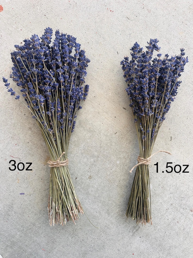 english lavender