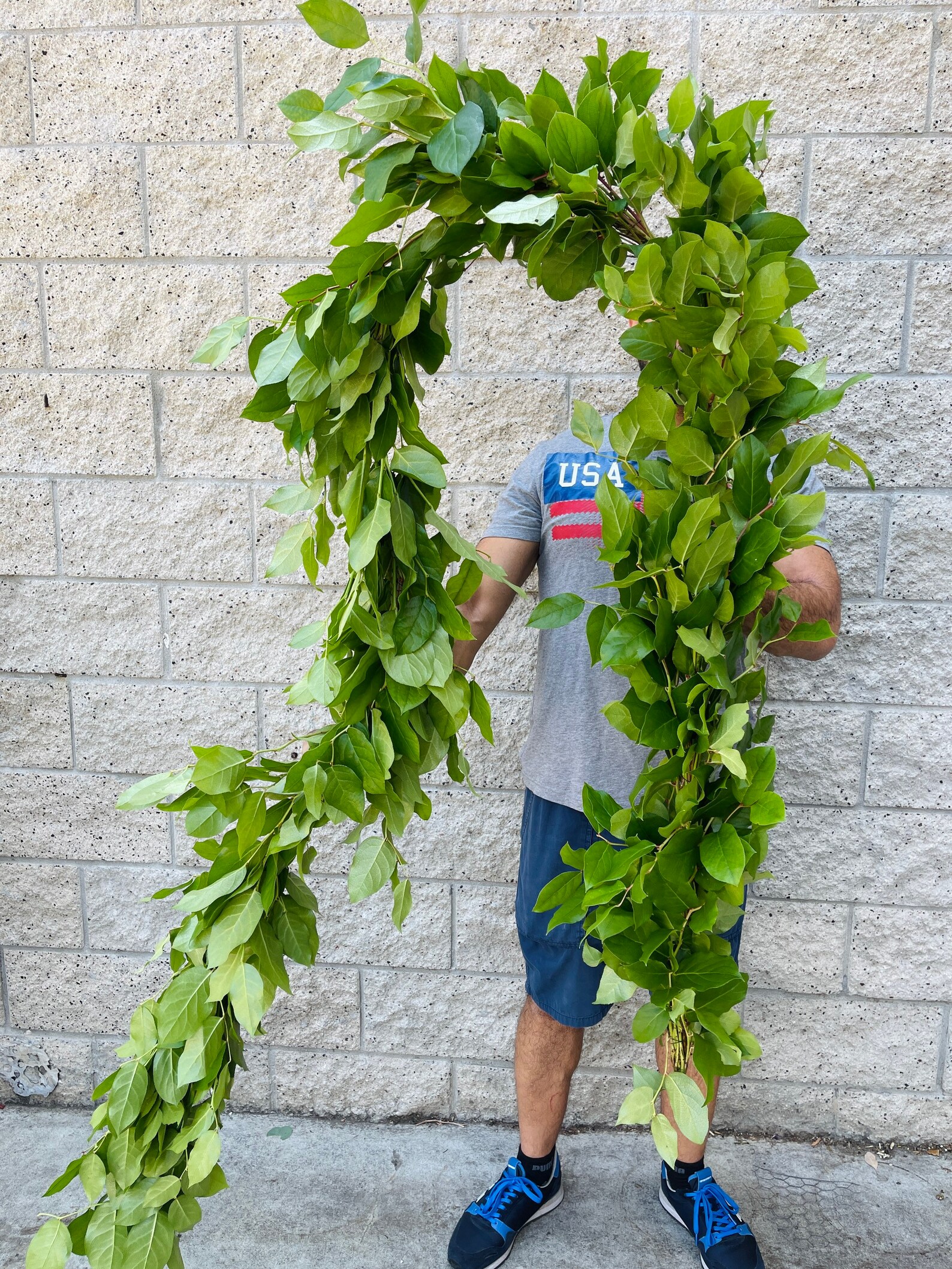 Fresh Garland Salal Lemon Leaf// Natural Salal Combo Garland Etsy